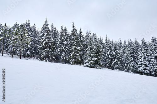 Spring forest covered in snow
