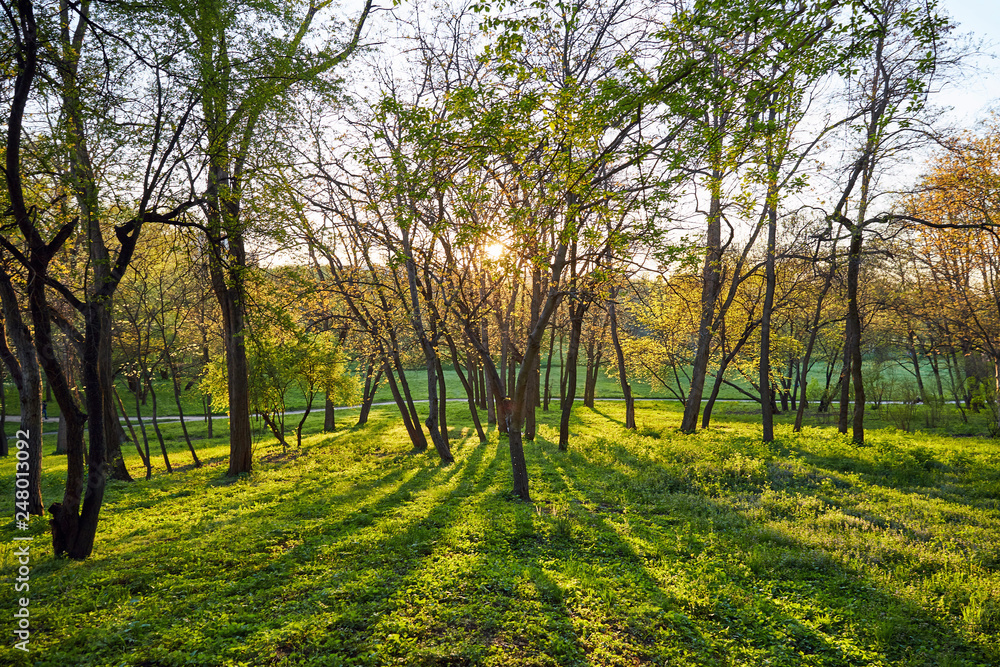 Fototapeta premium Dendrarium park at daylight in spring time