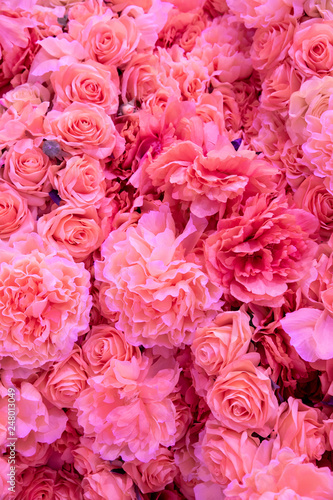 Soft coral pink color Roses Background © korocco