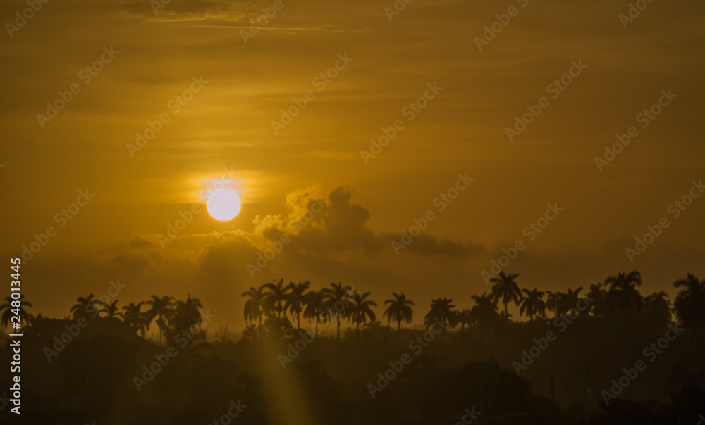 Sunrise on a royal palm forest in Cuba, seen fom Moron, Ciego de Avila.