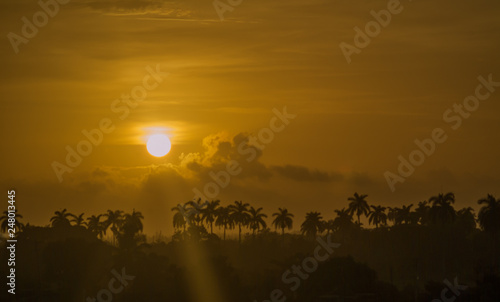 Sunrise on a royal palm forest in Cuba  seen fom Moron  Ciego de Avila.