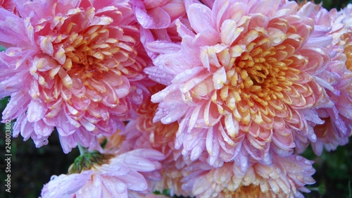 Wonderful bright pink chrysanthemum flowers close up