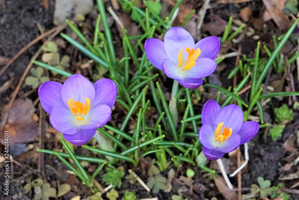 Three of Crocus sativus or saffron flower growing on the ground, Winter in Georgia USA. Three of Crocus sativus or saffron flower growing on the ground, Winter in Georgia USA.