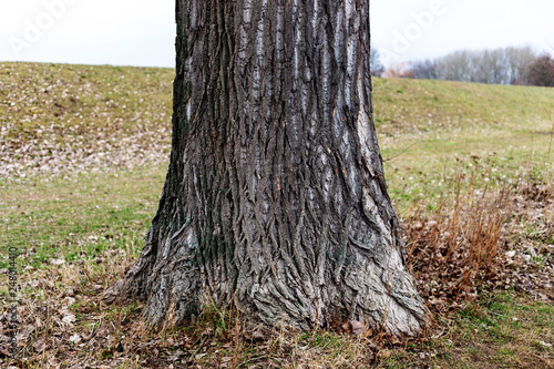 squirrel dispersing behind tree trunk