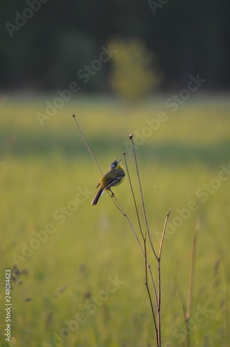 поле, птица  © Roma