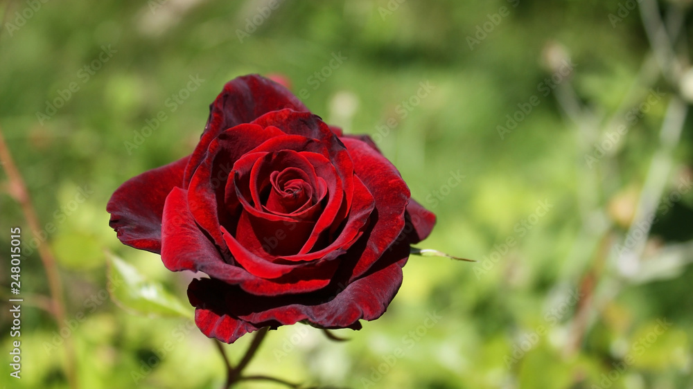 Dark maroon rose, matte, with a black sheen is beautiful and delicate against a background of blurred green. Dark maroon rose, matte, with a black sheen is beautiful and delicate against a background of blurred green.