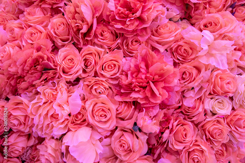 Soft coral pink color Roses Background