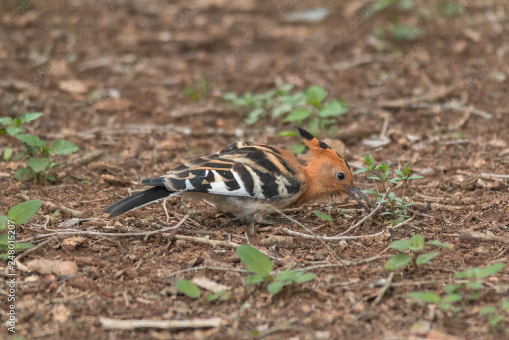 African Hoopoe, Hlane national park, Swaziland African Hoopoe, Hlane national park, Swaziland