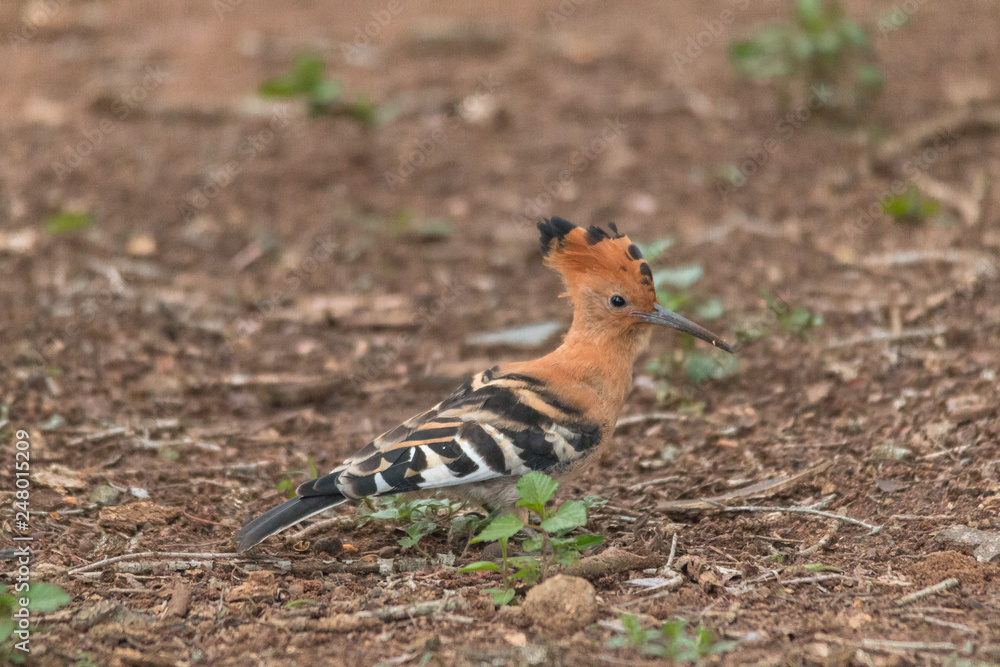 African Hoopoe, Hlane national park, Swaziland African Hoopoe, Hlane national park, Swaziland