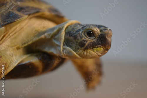 черепаха © Roma