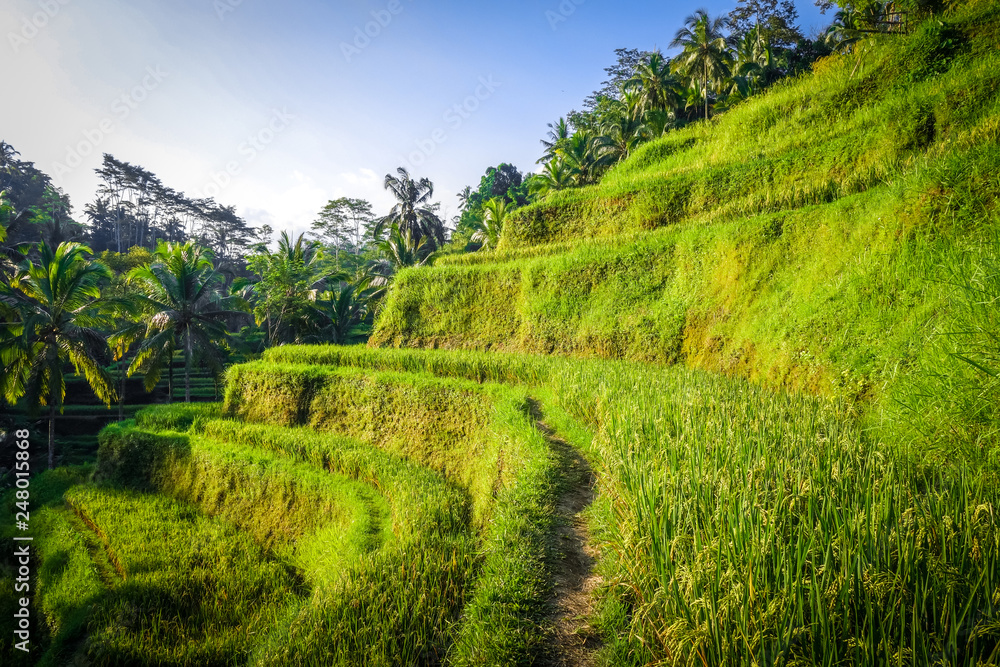 Paddy field rice terraces, ceking, Ubud, Bali, Indonesia