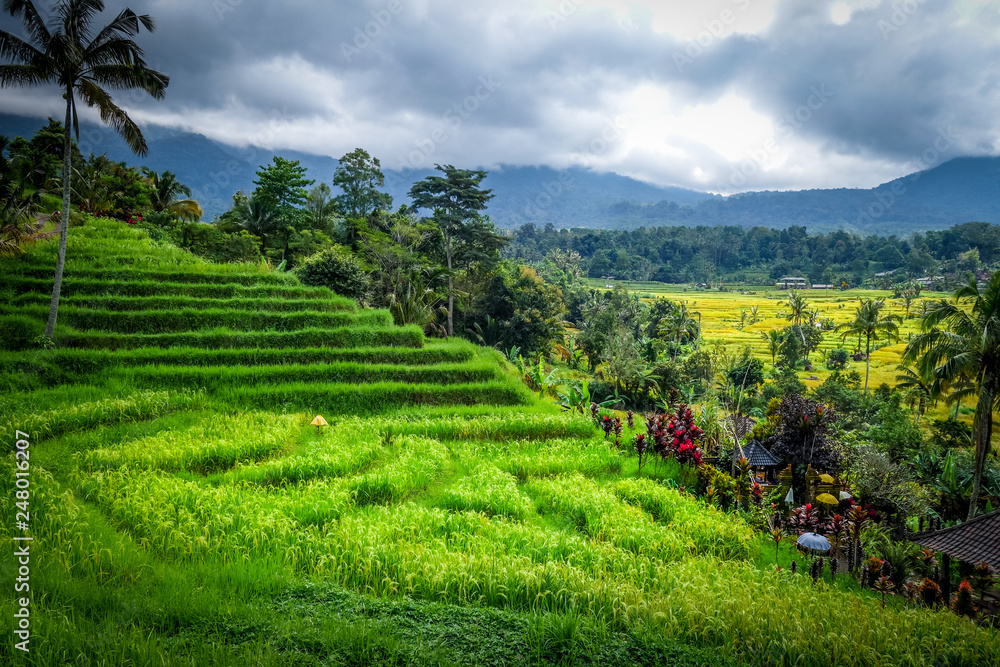 Jatiluwih paddy field rice terraces, Bali, Indonesia