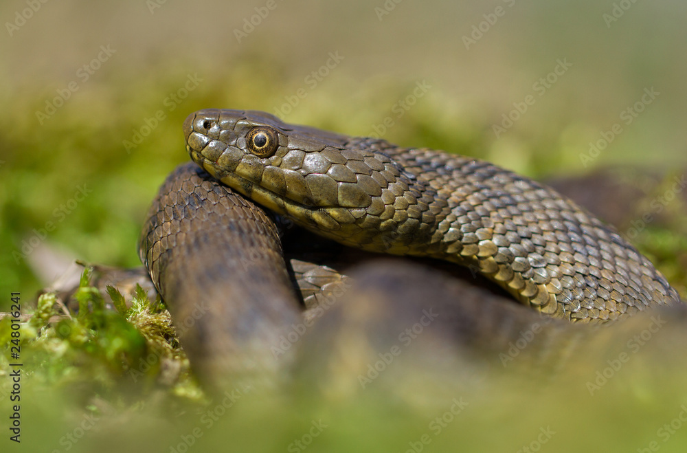 Dice snake Natrix tessellata in Czech Republic Dice snake Natrix tessellata in Czech Republic
