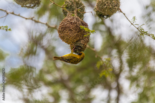 Village Weaver, Hlane national park, Swaziland photo