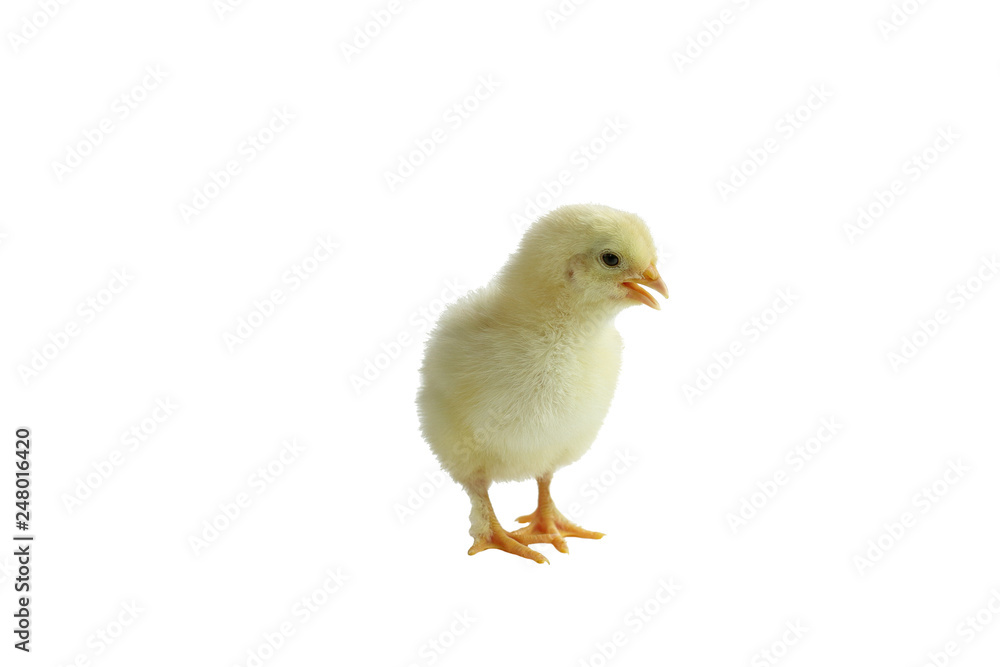 Cute little yellow French Splash Copper Maran chicken / chick isolated over a white background.