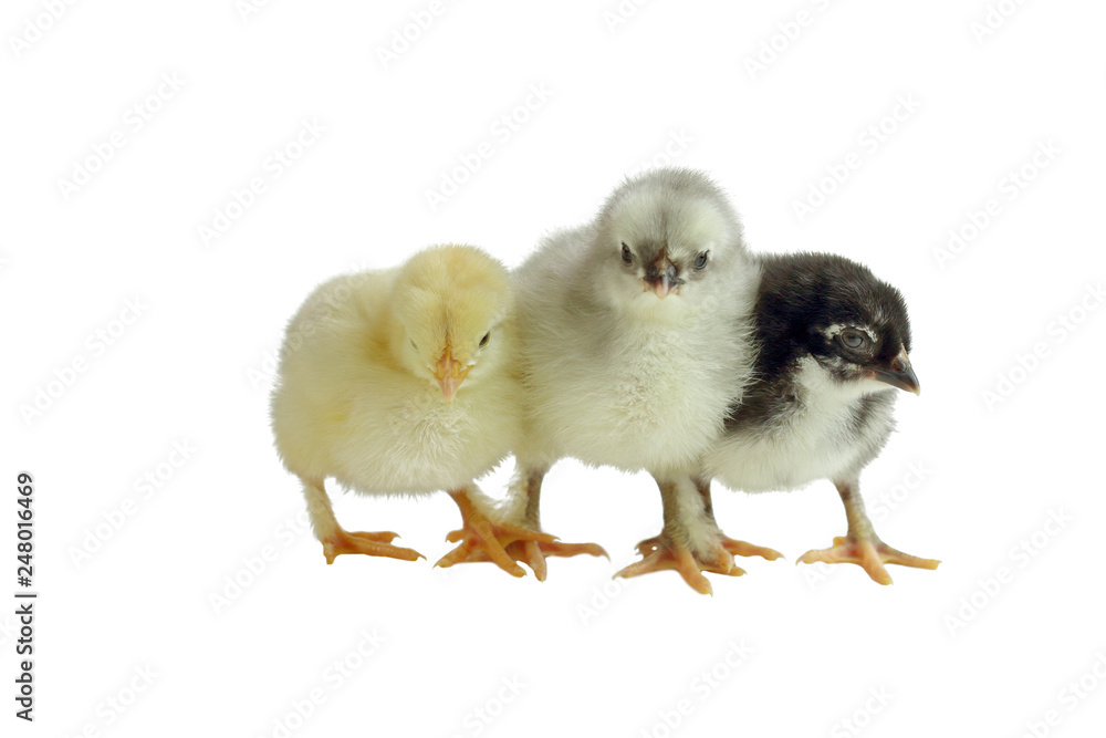 Three color variants of the French Copper Maran chickens / chicks cuddling together and isolated over a white background. Splash, Blue and Black