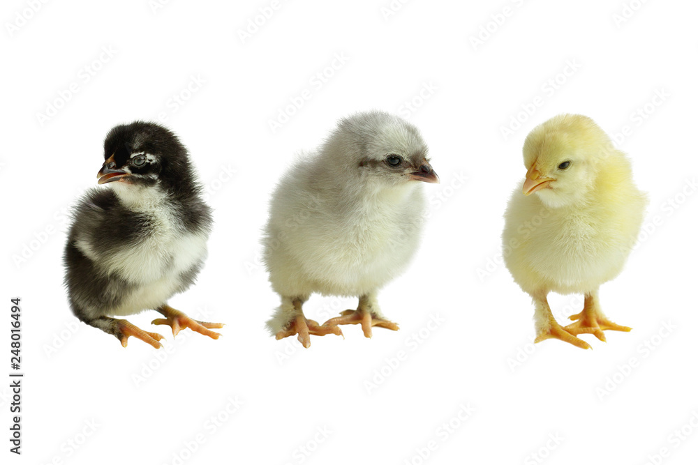 Three color variants of the French Copper Maran chickens / chicks isolated over a white background. Black, Blue and Splash.