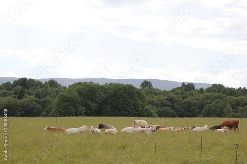 Cows lying in the grass