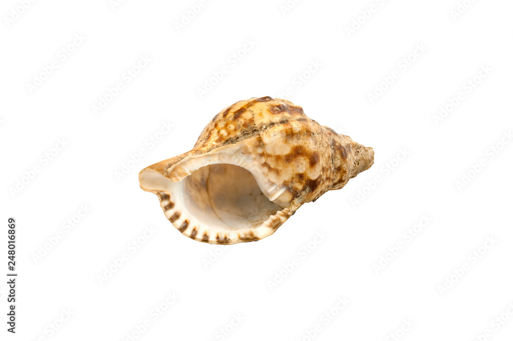 Conch shell with white background