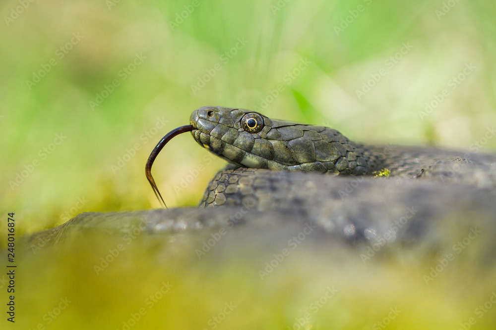 Obraz premium Dice snake Natrix tessellata in Czech Republic