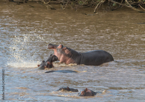 Hippopotamus in the river, South Africa