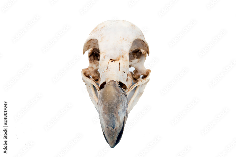Naklejka premium Griffon Vulture (Gyps fulvus), bird skull with white background