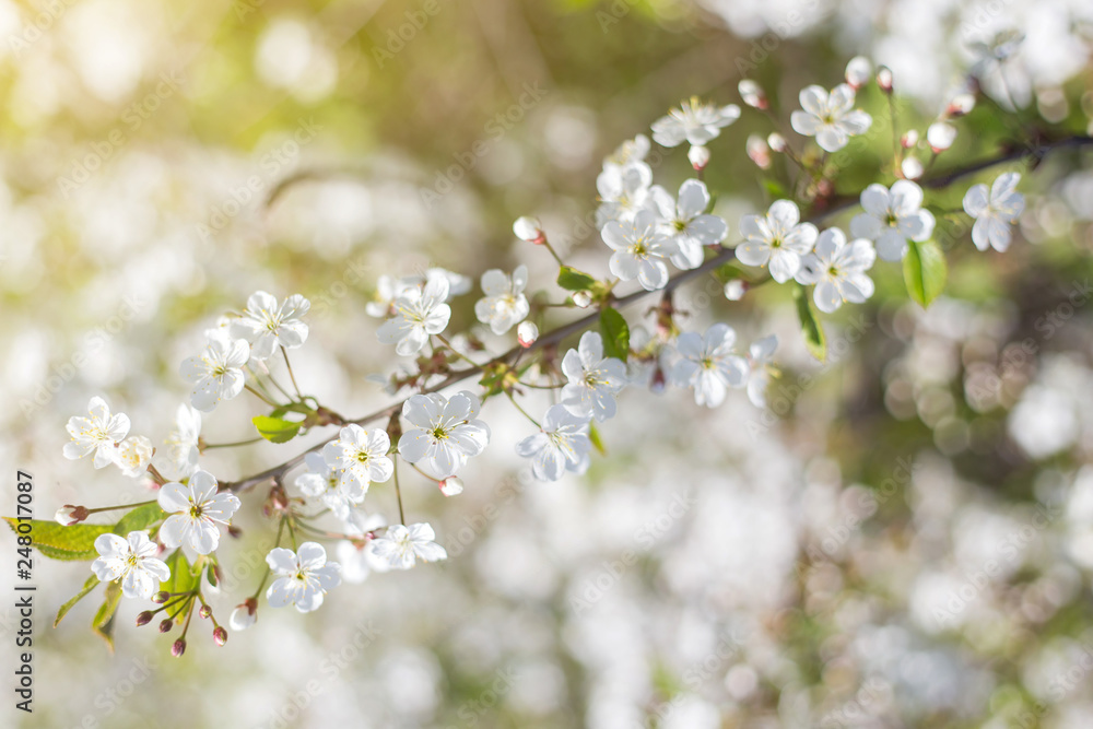 Spring bloom, blossom, blurred abstract nature bokeh backgroud, copy space	