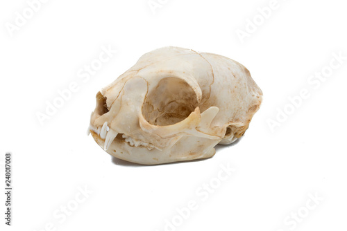 Canvas Print European wildcat (Felis silvestris), mammalian skull