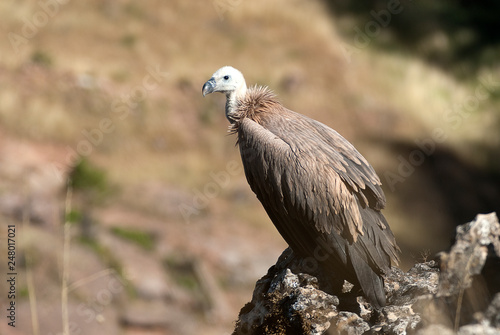 Griffon Vulture  Gyps fulvus  resting on the rock