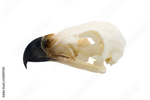 Golden Eagle (Aquila chrysaetos) Bird skull with white background
