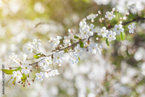 Spring bloom, blossom, blurred abstract nature bokeh backgroud, copy space 