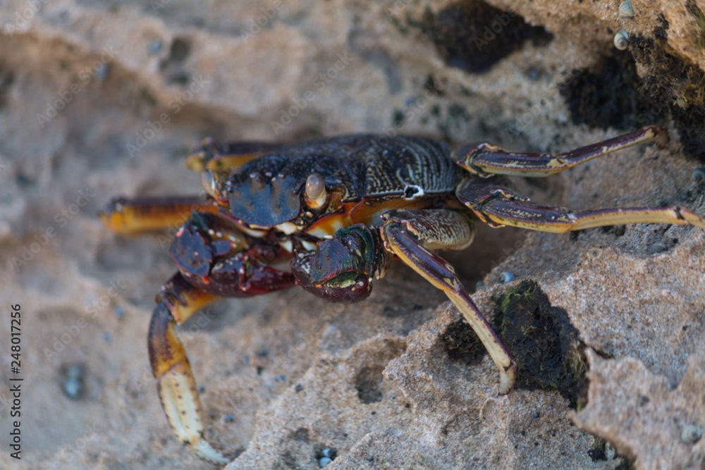 Crab on the rocks, South Africa Crab on the rocks, South Africa