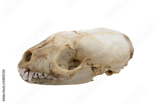 Stone marten, Martes foina, mammalian skull