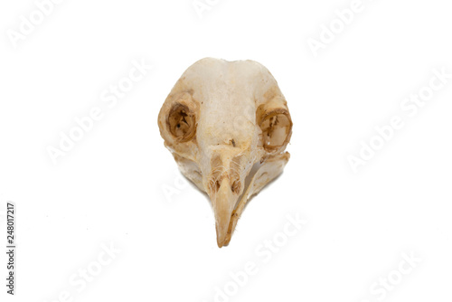The barn owl  Tyto alba   owl skull  nocturnal raptors with white background
