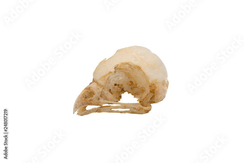 The little owl (Athene noctua), owl skull, nocturnal raptors with white background