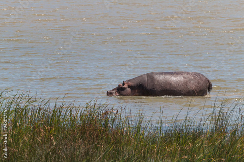 Hippopotamus in the hippo pool, iSimangaliso wetland park, South Africa