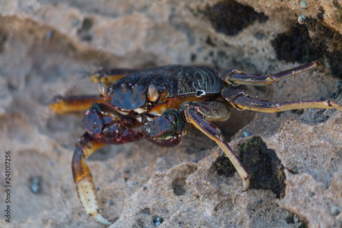 Crab on the rocks, South Africa