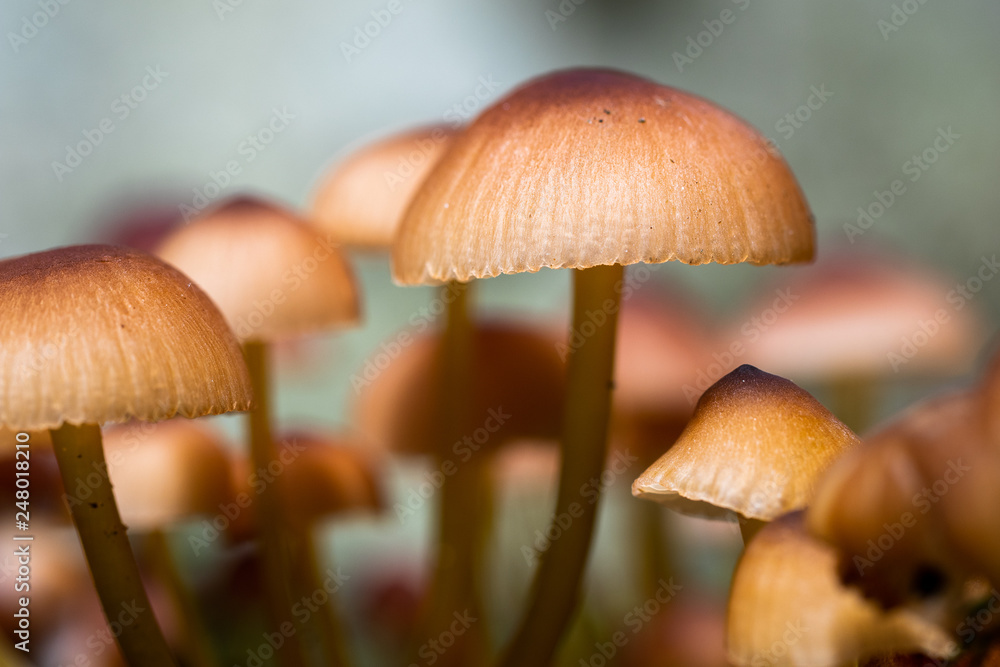 Macro closeup of mushrooms in the forest