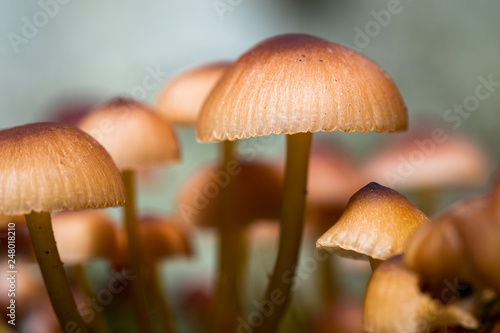 Obraz na płótnie Macro closeup of mushrooms in the forest w salonie