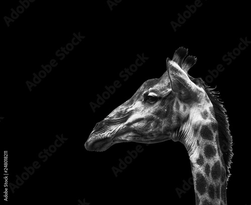 Photography A fine art portrait of a giraffe