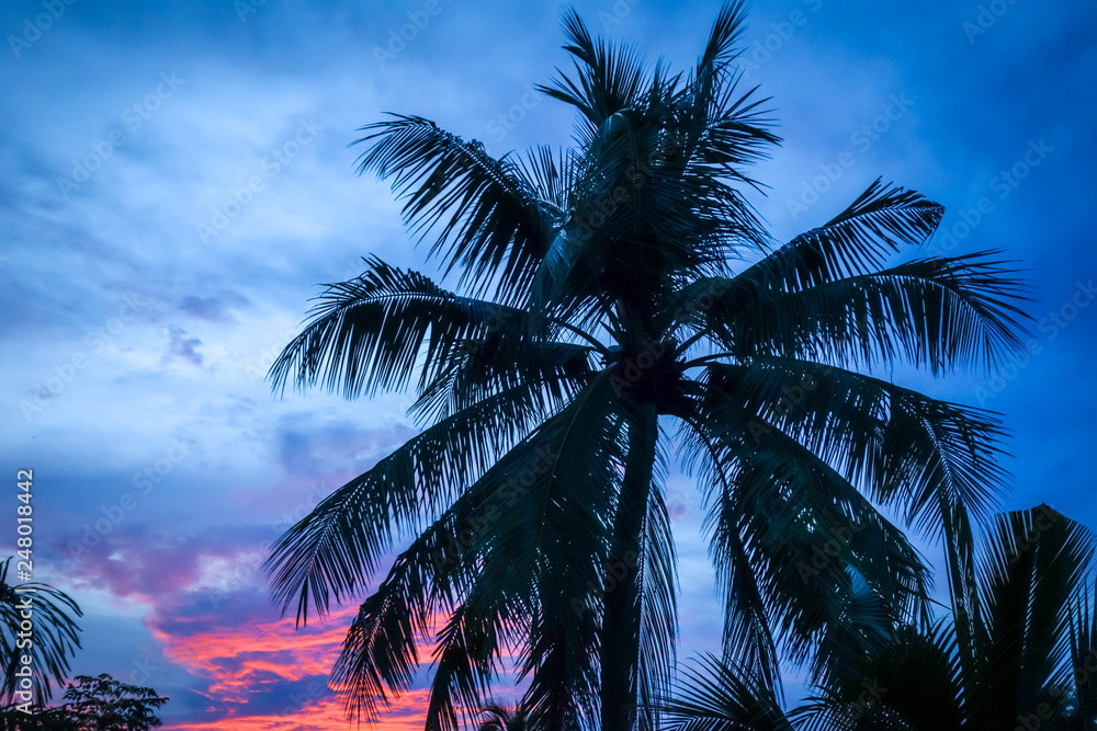 Fototapeta premium Palm tree at sunset, Khao Lak, Thailand