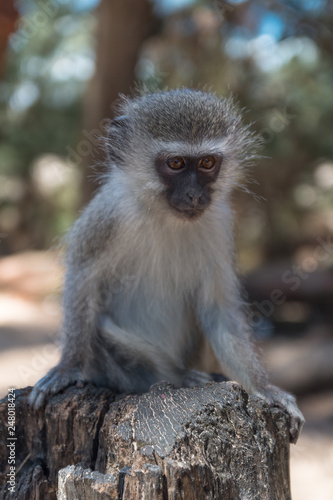 Vervet monkey at Cape Vidal in iSimangaliso wetland park, South Africa