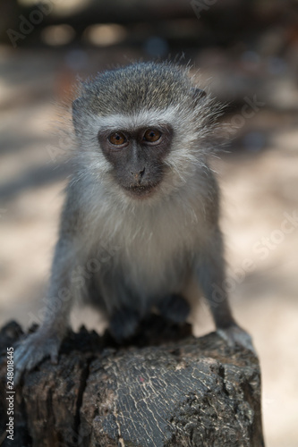 Vervet monkey at Cape Vidal in iSimangaliso wetland park, South Africa © Tim on Tour