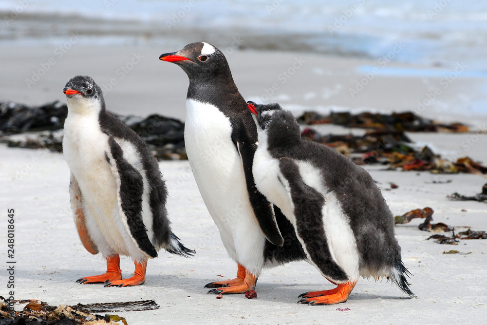 Naklejka premium Eselspinguin mit zwei halberwachsenen Jungen