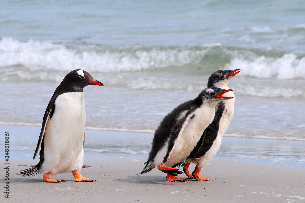Naklejka premium Eselspinguine am Strand