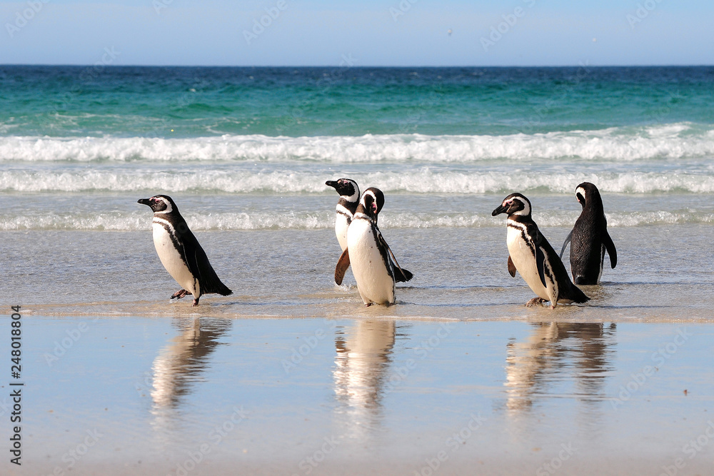 Fototapeta premium Pinguine kommen aus dem Meer