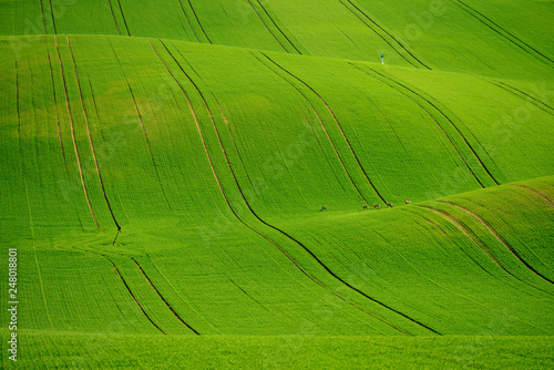 Rolling hill of Moravia in Czech republic , green fields in spring time 