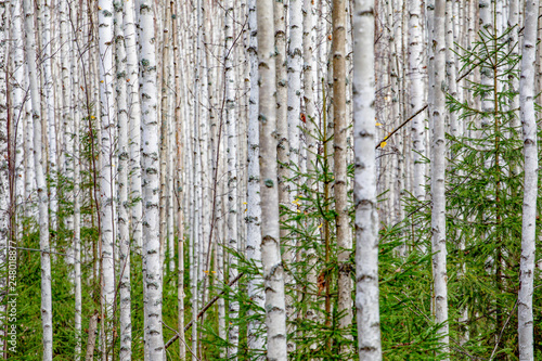 Birch forest. White tree trunks in autumn