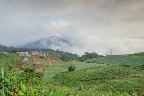 Mountain view misty morning of cabbage farming on the hill around with soft mist background  Phu Thap Boek  Phetchabun  Thailand.