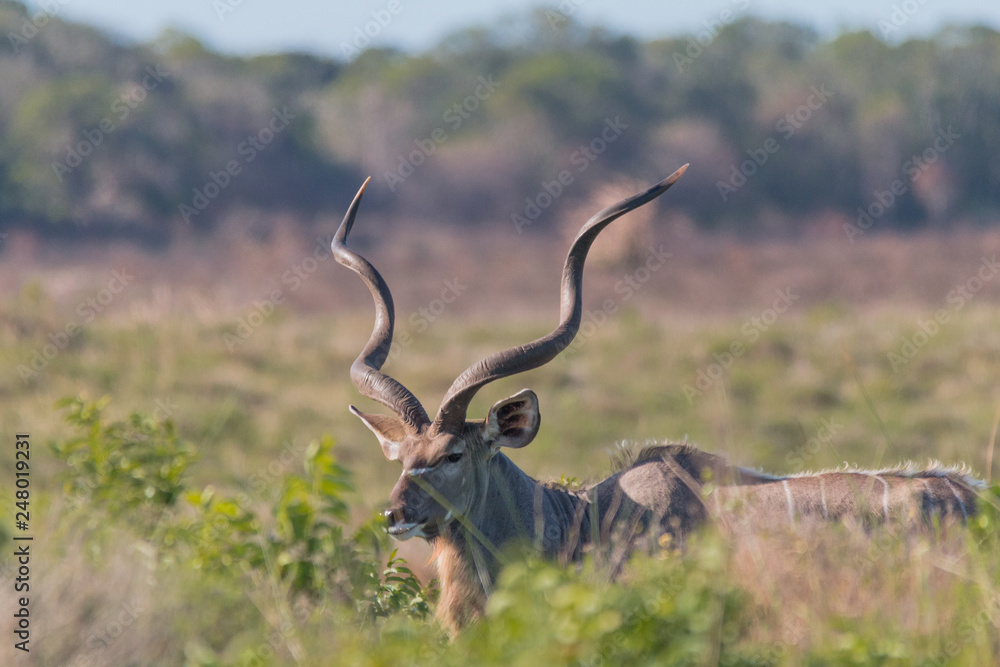 Kudu in the iSimangaliso wetland national park, South Africa Kudu in the iSimangaliso wetland national park, South Africa